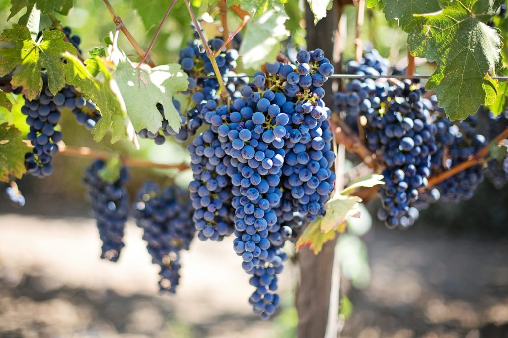 grape-bunches-vineyard